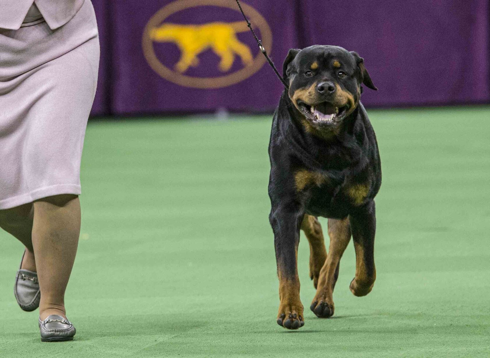 8. Rottweiler